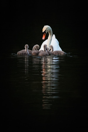 Swan with cygnets