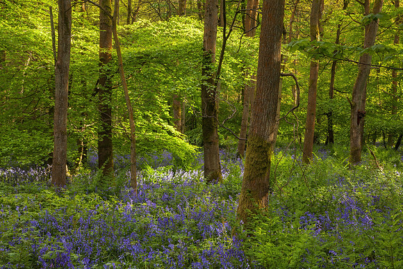 Bluebells at Cowleaze Wood, Oxfordshire