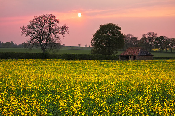 Sunset over a rape field