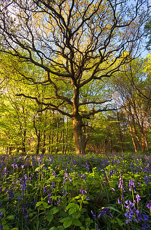 Crackley Wood bluebells