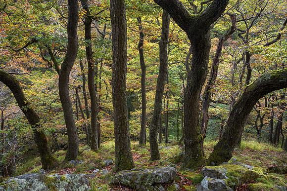 Autumn Grove