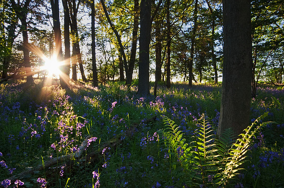 Bluebells in Foxholes wood, Oxfordshire, at sunset