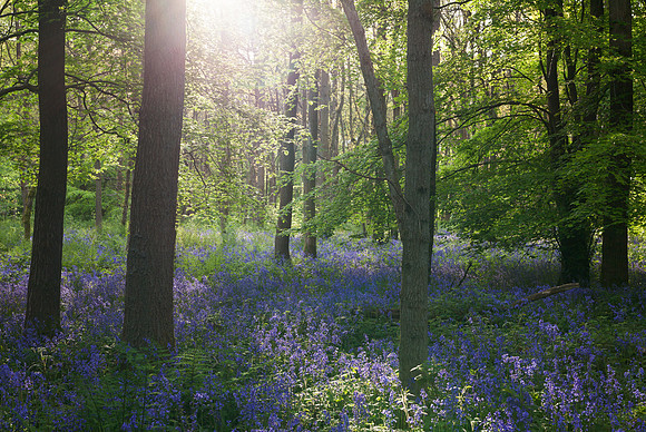 Bluebells at Cowleaze Wood, Oxfordshire