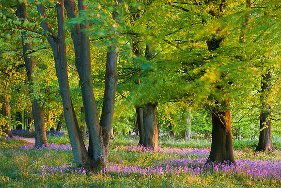 Bluebell wood at sunset