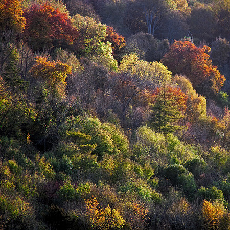 Autumn colours in the Chilterns