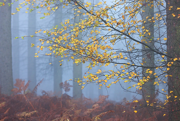 Autumn woods on a misty morning