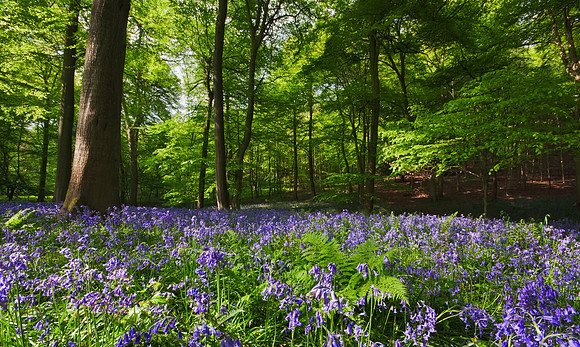 Bluebell wood