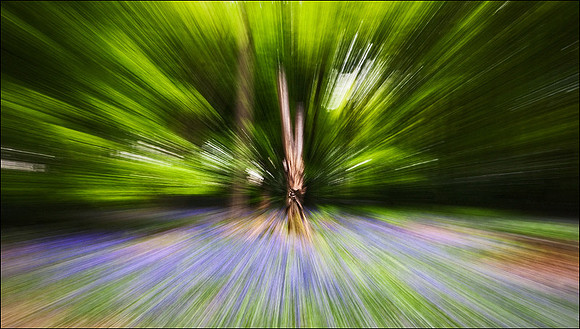 Bluebell wood with zooming effect