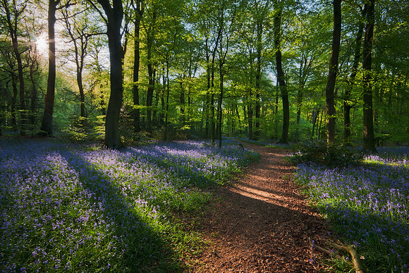 Bluebell wood in the Chilterns