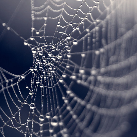 Spider web covered in dew