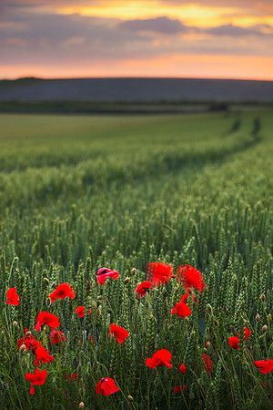 Poppy field sunset