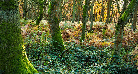 Warburg Nature Reserve in autumn