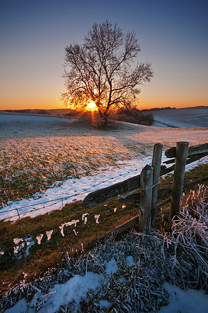 Winter sunset and lone tree