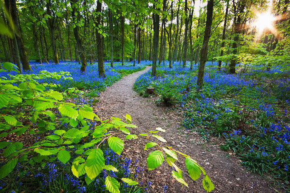 Bluebell wood trail at sunset