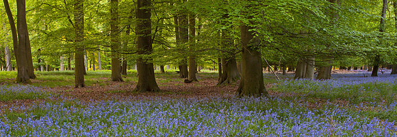 Bluebell woods in the Chilterns