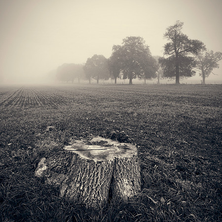 Tree stump on a misty morning