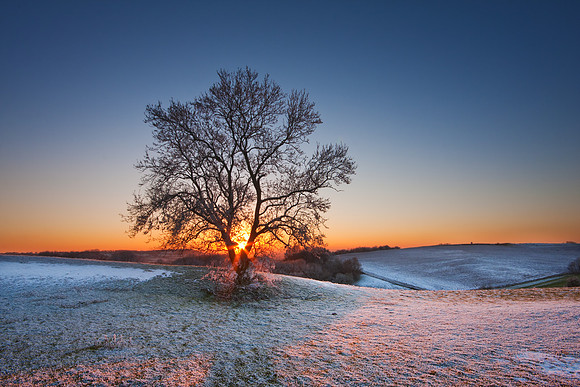 Winter tree at sunset