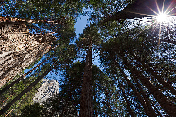 Yosemite woods with sunstar
