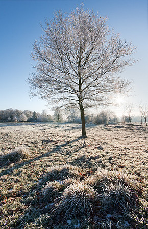 Tree covered in hoarfrost