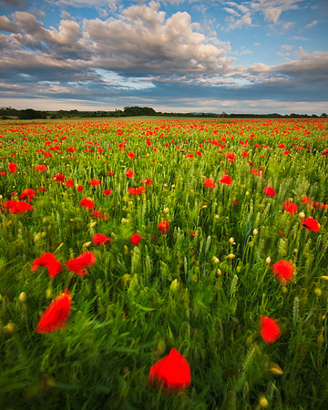 Poppies swaying in the wind
