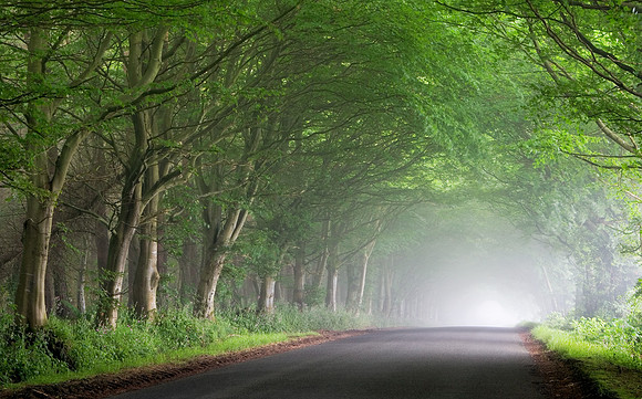 Road through misty trees
