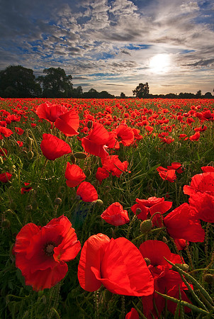 Poppy field sunrise