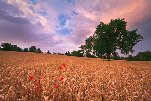 Stormy sunset over a wheat field