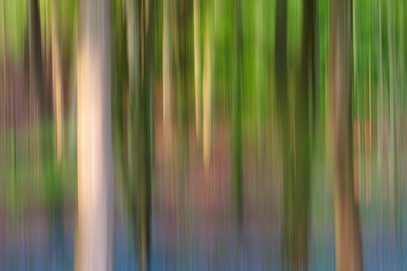 Bluebell panning