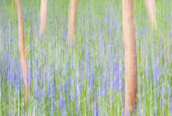 Bluebell wood impression