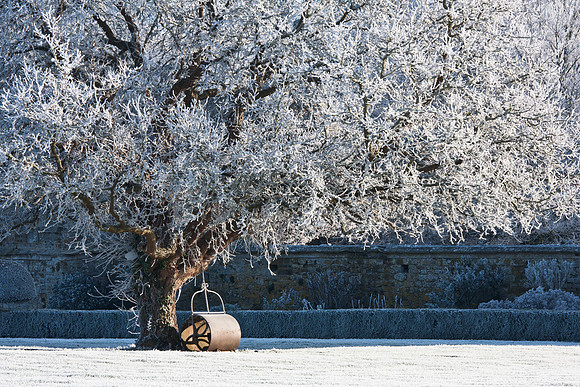 Hoarfrost covered tree