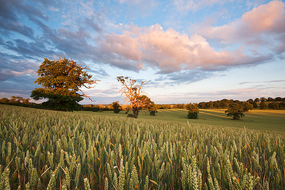 Sunset over a wheat field