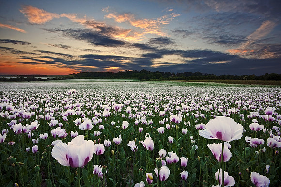 Poppy field sunset