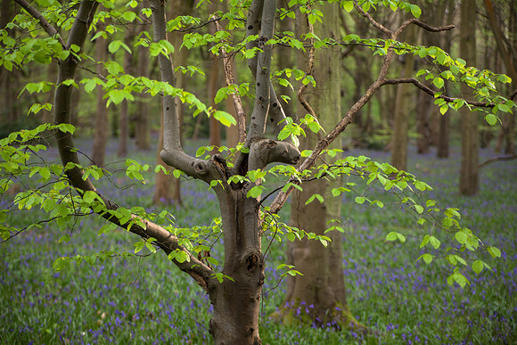 Bluebells wood, Foxholes, Oxfordshire