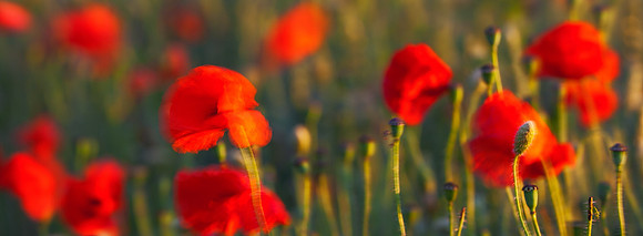 Poppy impressionism