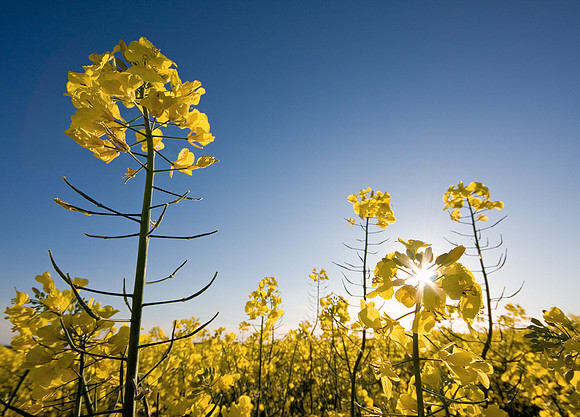 Rape field in spring