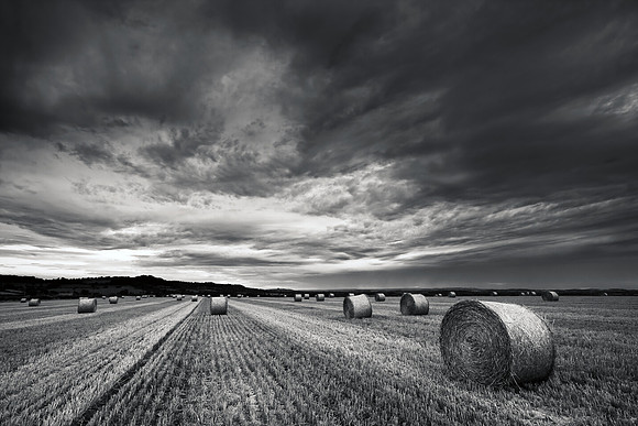 Harvested haybales under a stormy sky