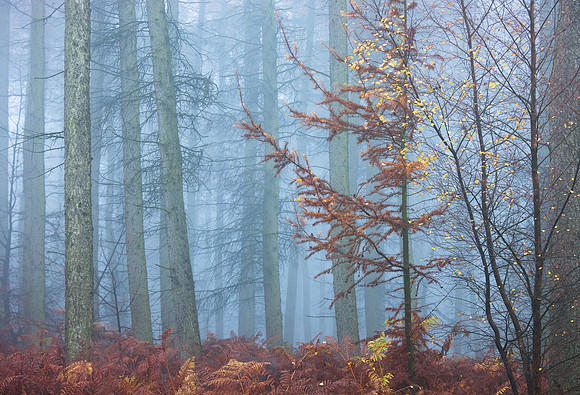 Misty autumn woods